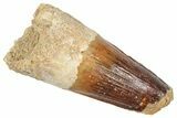 Fossil Spinosaurus Tooth - Feeding Worn Tooth #372898-1